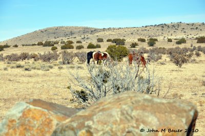 Wild Horses