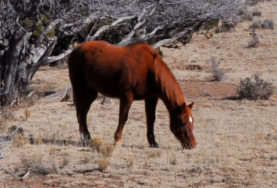 Wild Horses