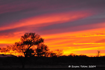 Bosque Sunrise
