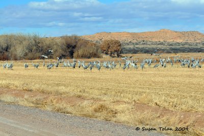 Sandhill Cranes