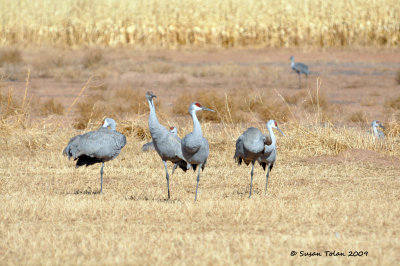 Sandhill Cranes