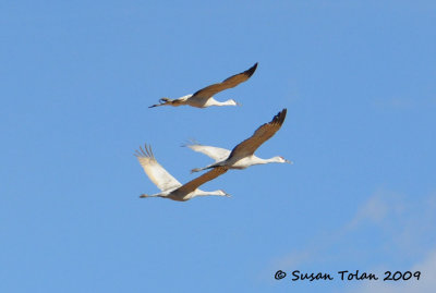 Sandhill Cranes