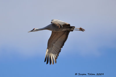 Sandhill Cranes