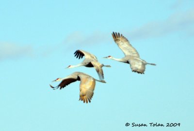 Sandhill Cranes