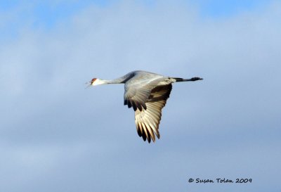 Sandhill Crane