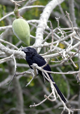 groove-billed ani