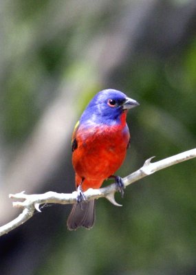 painted bunting 