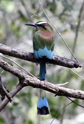 Turquoise-browed Motmot 