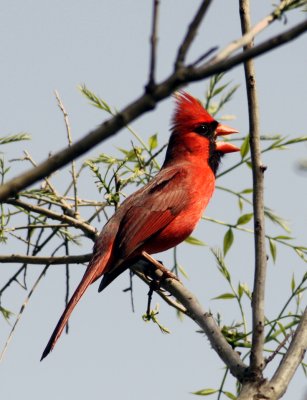 northen cardinal male.jpg