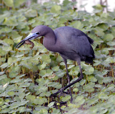 little blue heron