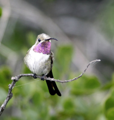 Mexican Sheartail