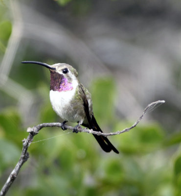 Mexican Sheartail 