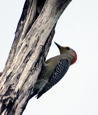 Yucatan Woodpecker.jpg