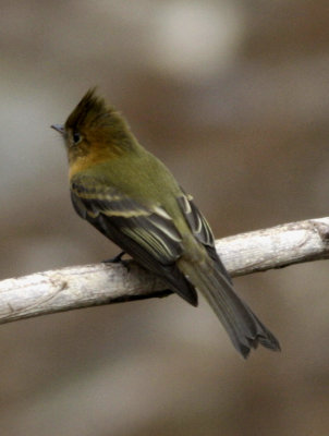 tufted flycather 1.jpg