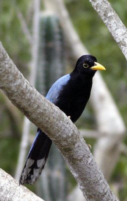 Yuctan Jay in Mexico.jpg