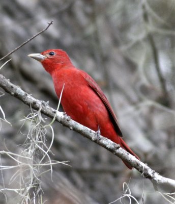 Summer Tanager