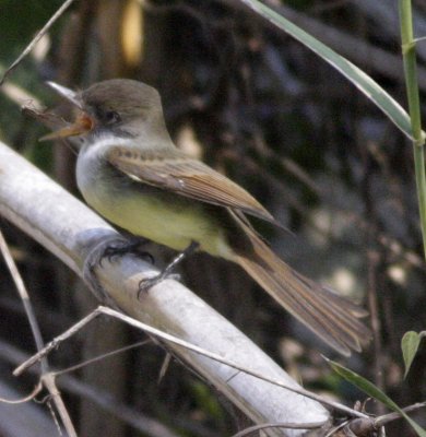 dusky-capped flycather