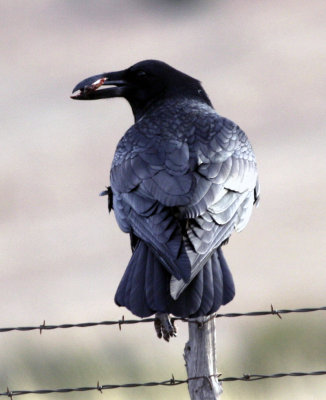 common raven 1.jpg