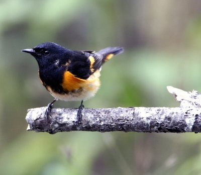 American Redstart at Backyard 2.jpg