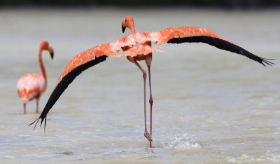 Greater Flamingo at Celestun, Yuctan, Mexico
