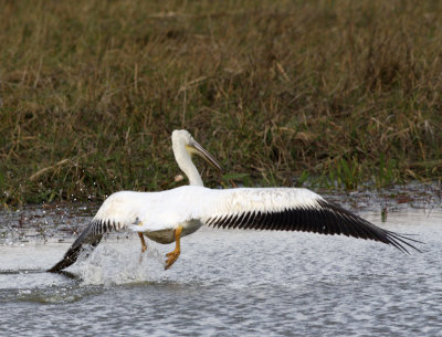 The American White Pelican.jpg