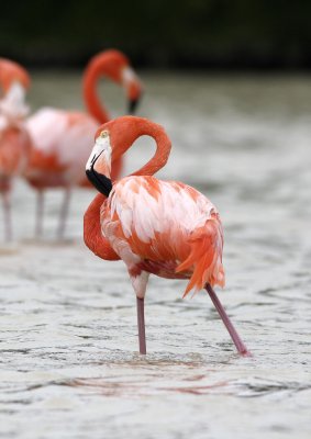 Greater Flamingo.jpg