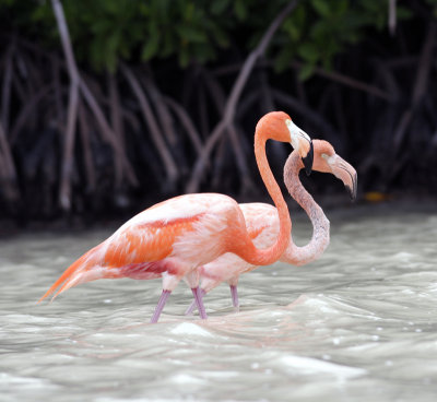 Greater Flamingo.jpg