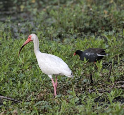 White Ibis and Common Mohan.jpg