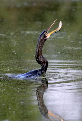 Anhinga with fish at Brazos Bend State Park, Texas