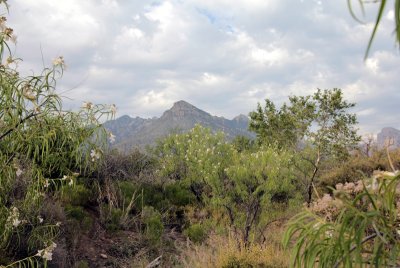 Coronado National Forest Arizona.jpg