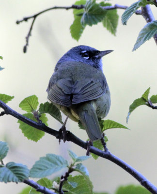 birds_seen_in_arizona