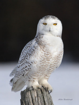 This Is My Post And I'm Not Letting You Have It - Snowy Owl