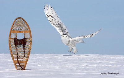 I Don't Need Your Snowshoes, I've Got My Own - Snowy Owl