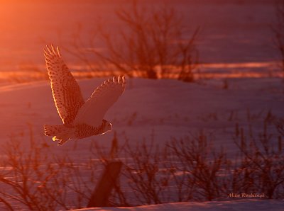 I'm All Fired Up - Snowy Owl