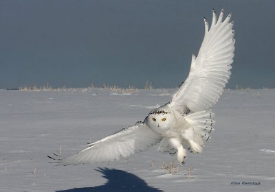 Out Of The Blue - Snowy Owl