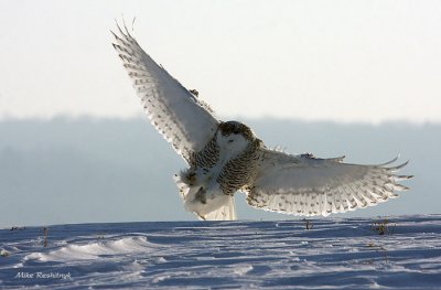 Dynamic Backlit Snowy Owl