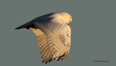 First Snowy Owl Flight Shot Of the 2009-10 Season