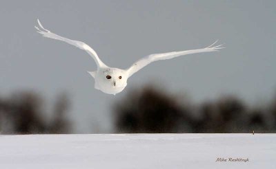 Happy New Years - Male Snowy Owl