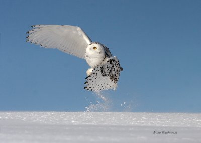 Im Off To See The Wizard - Snowy Owl