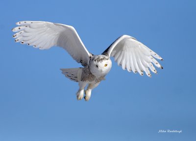 Snowy Owl - Heavenly Hover