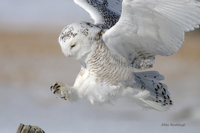 Snowy Owl - This Is My Post!