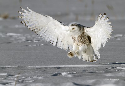 Pick A Feather, Any Feather - Snowy Owl