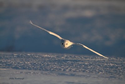 Snowy Owl - Early Morning Nape Of The Earth Flight