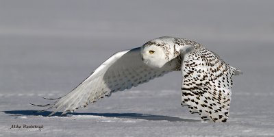 Snowy Owl - Wingtips On The Snow