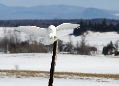 Hitting My Mark - Male Snowy Owl