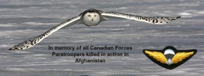 In Memory Of All Canadian Forces Paratroopers Killed In Action In Afghanistan