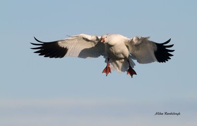 I'm A Coming In - Greater Snow Goose