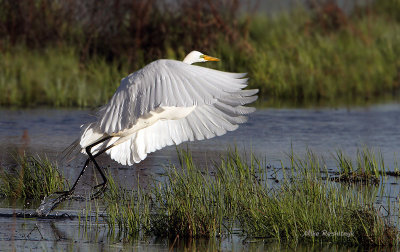 The Great Egret Has Arrived In Quebec City