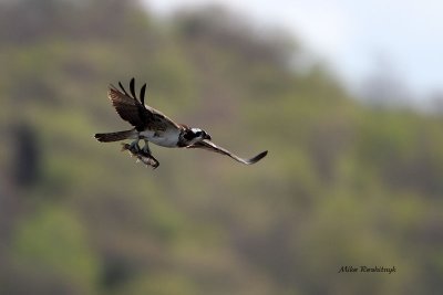 Catch Of The Day  - Osprey