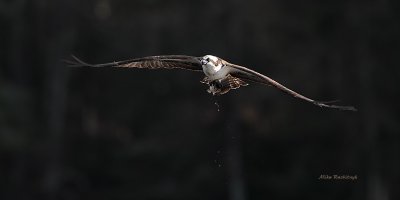 Something Fishy Going On Here - Osprey